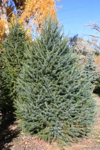 Douglas-Fir-Christmas-Tree