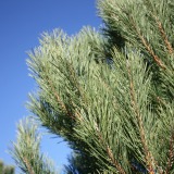 Austrian-Pine-Christmas-Tree