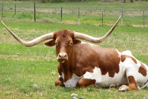 Longhorn_Sitting