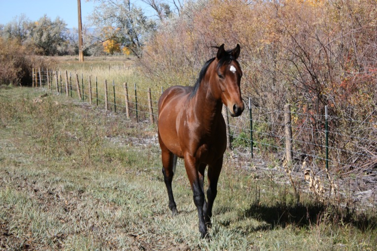 Animal_Viewing_Harvey_Stallion