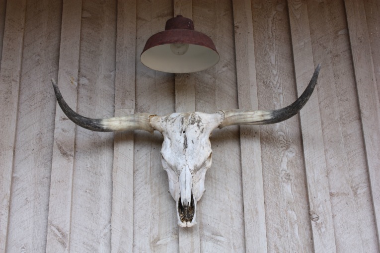 Texas-Longhorn-and-Skull