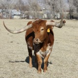 Longhorn