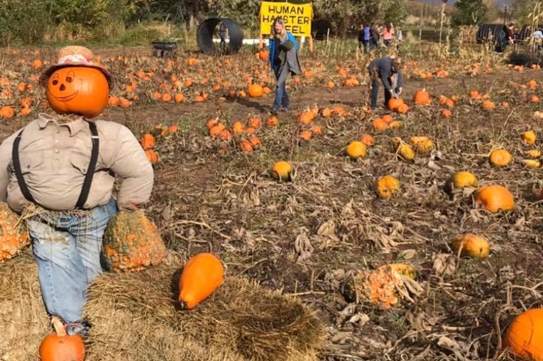 Pumpkin Patch