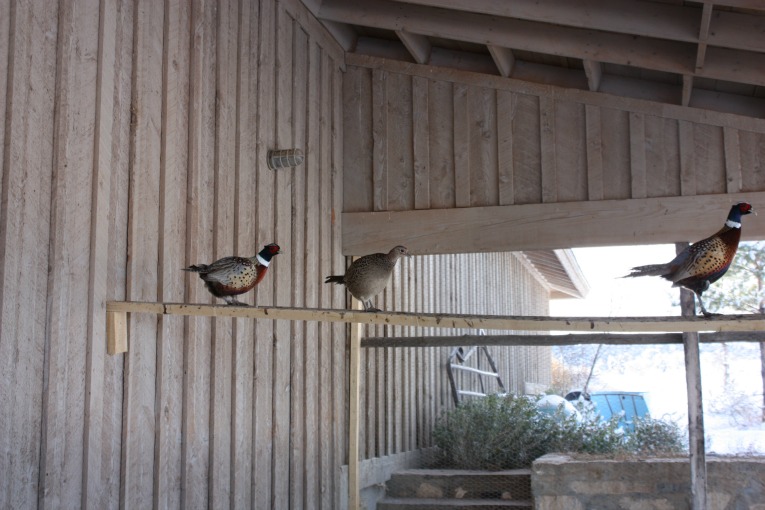 Animal_Viewing_Pheasants