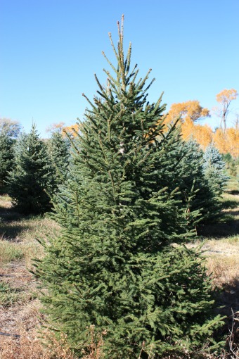 Norway-Spruce-Christmas-Tree