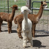 Alpacas