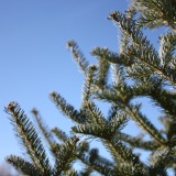 Balsam-Canaan-Fir-Christmas-Tree