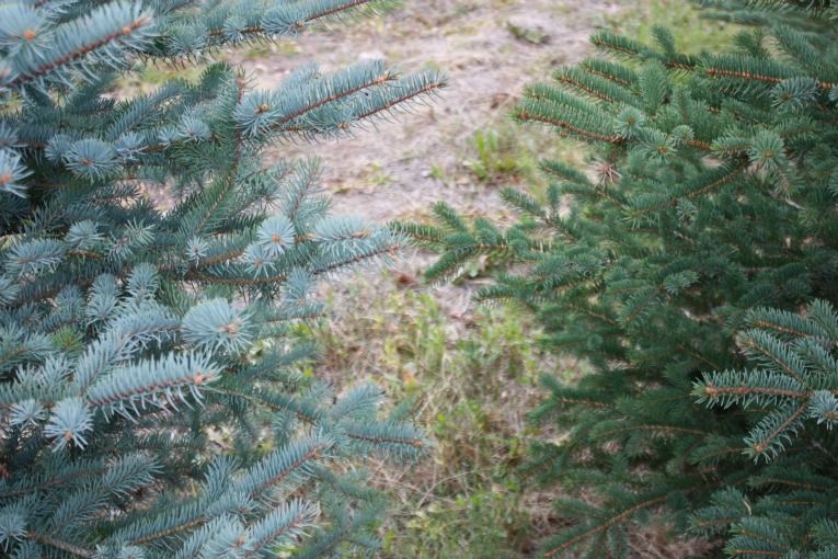 Colorado-Blue-Spruce-Christmas-Tree