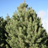 Austrian-Pine-Christmas-Tree