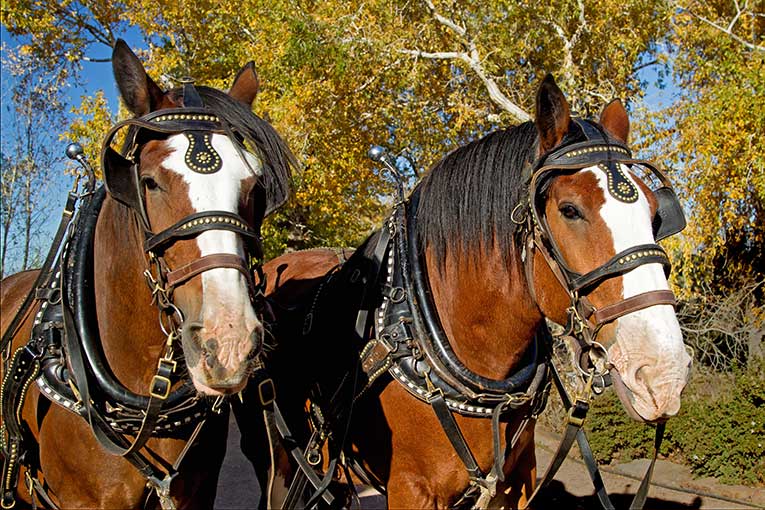 Clydesdales_Harnessed