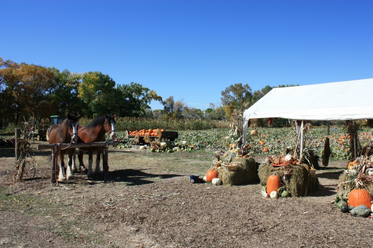 Pumpkin-Patch-1