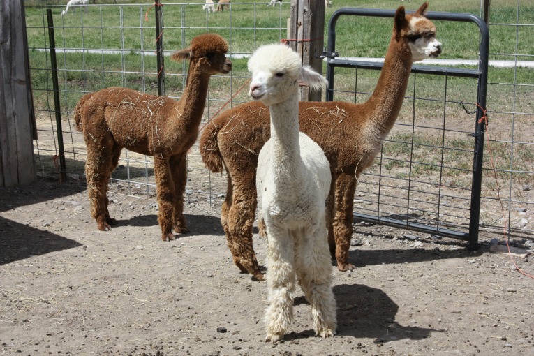 Alpacas