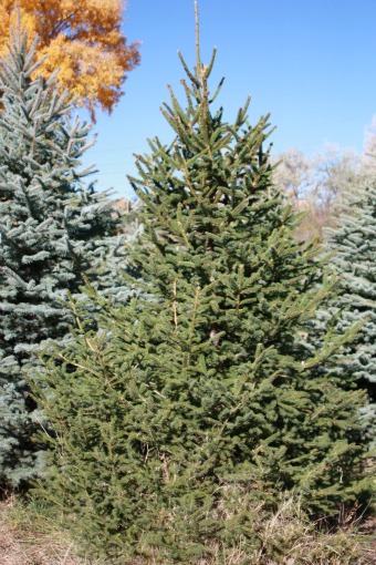 Norway-Spruce-Christmas-Tree