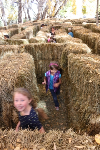 Hay Bale Maze