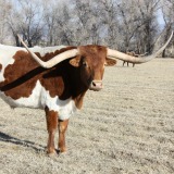 Texas Longhorn