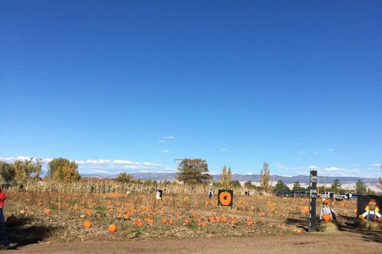 Pumpkin Patch