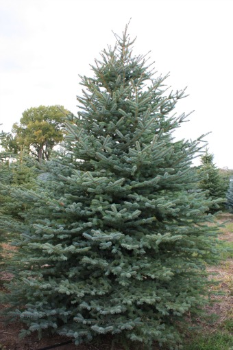 Colorado-Blue-Spruce-Christmas-Tree