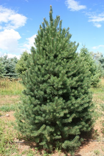 Scotch-Pine-Christmas-Tree