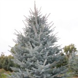 Colorado-Blue-Spruce-Christmas-Tree