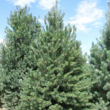 Scotch-Pine-Christmas-Tree