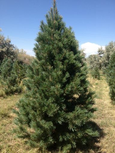 Southwestern-White-Pine-Christmas-Tree