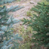 Colorado-Blue-Spruce-Christmas-Tree