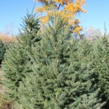 Douglas-Fir-Christmas-Tree