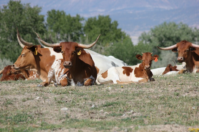 Animal_Viewing_Longhorn_Cattle