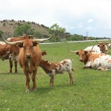 Texas Longhorns