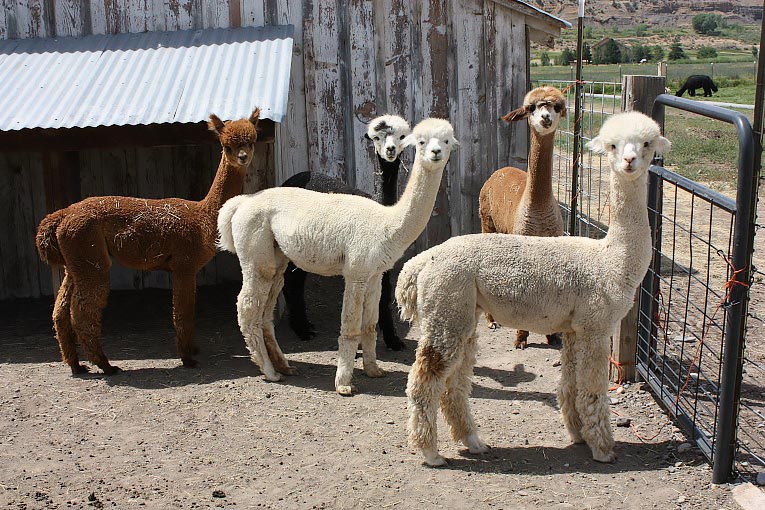 Alpacas-1