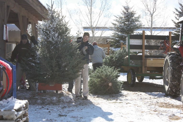 Christmas_Tree_Preparation