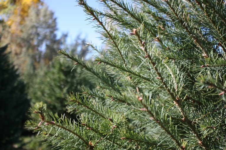 Douglas-Fir-Christmas-Tree