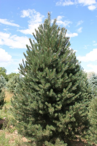 Scotch-Pine-Christmas-Tree