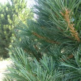 Southwestern-White-Pine-Christmas-Tree