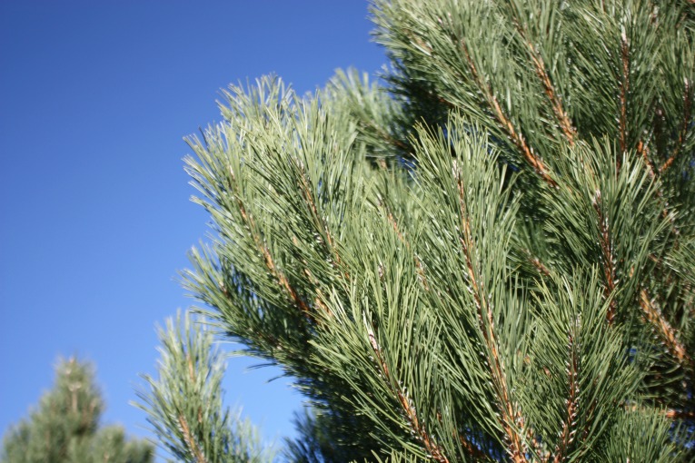 Austrian-Pine-Christmas-Tree