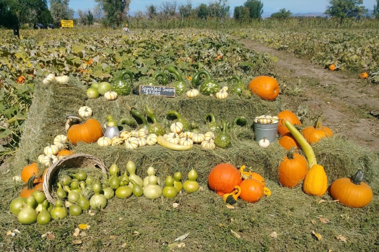 Pumpkin Patch