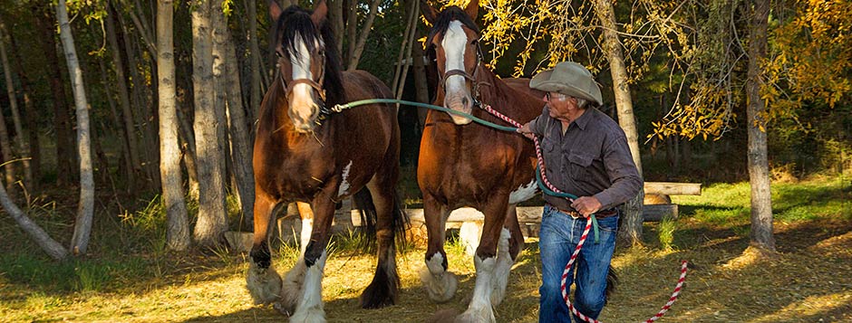 Gary with Clydesdales