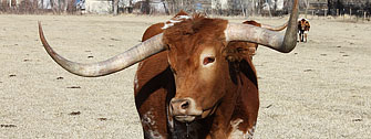 Grass-fed Longhorn Cattle »